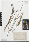 Foto von Salix repens subsp. rosmarinifolia (L.) Andersson